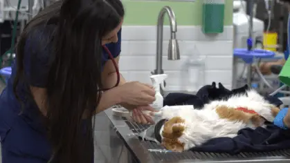 Servicios Veterinarios